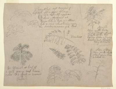 Dibujo, Estudios botánicos, vistos desde el Río Magdalena, Colombia, 1853 de Frederic Edwin Church
