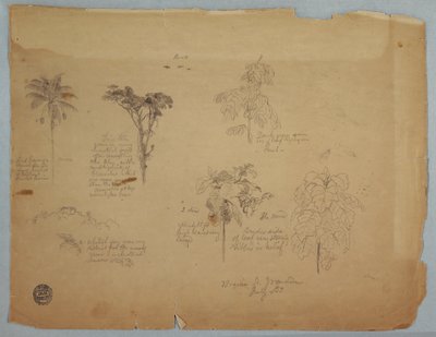 Dibujo, Estudios botánicos con loros voladores, Boquia, Colombia, julio de 1853 de Frederic Edwin Church