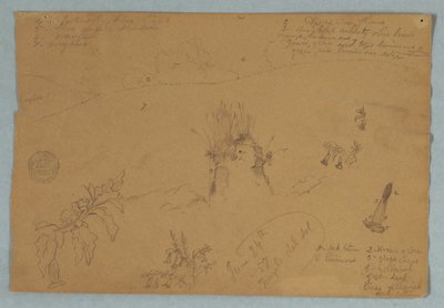 Dibujo. Bocetos botánicos y de nubes cerca de Quito, Ecuador de Frederic Edwin Church