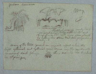 Dibujo, Palmera camaca, un grupo de árboles y enredaderas a la orilla de un río, pájaro y un manojo de hojas, Río Magdalena, Colombia, mayo de 1853. de Frederic Edwin Church