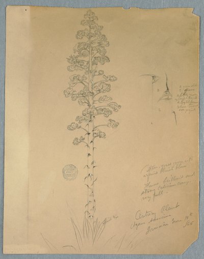 Dibujo, Planta del siglo, Agave americana, Jamaica, 14 de junio de 1865 de Frederic Edwin Church