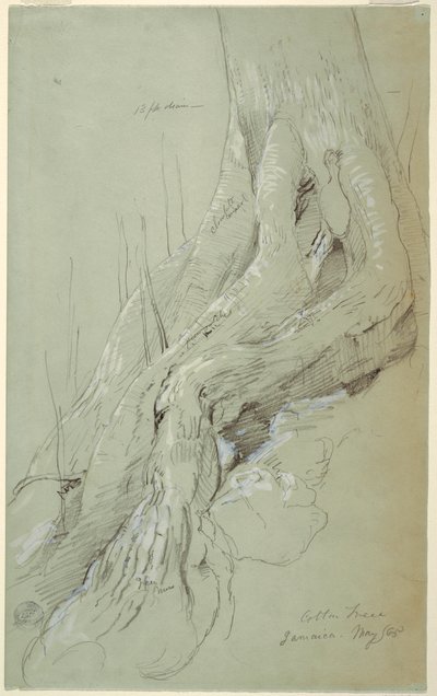 Dibujo, Raíces de algodonero creciendo en una ladera, Jamaica, mayo de 1865 de Frederic Edwin Church