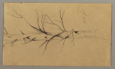 Dibujo, Árbol muerto, octubre de 1865 de Frederic Edwin Church
