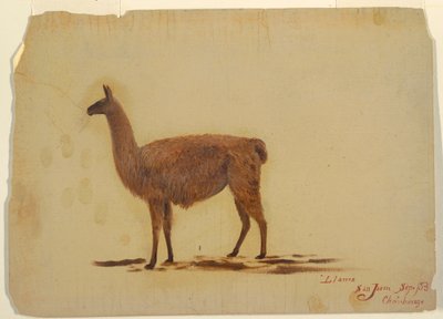 Dibujo, Ecuador, San Juan (Chimborazo), llama, septiembre de 1853 de Frederic Edwin Church