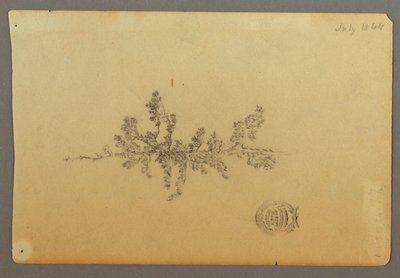 Dibujo, Árbol de hoja perenne, 1844 de Frederic Edwin Church