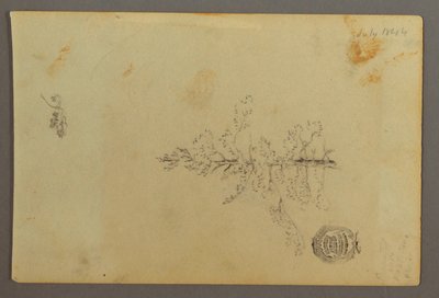 Dibujo, Árbol de hoja perenne, 1844 de Frederic Edwin Church