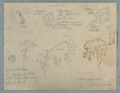 Dibujo, Cinco estudios botánicos con un mono colgado, probablemente Colombia, 1853 de Frederic Edwin Church
