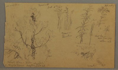 Dibujo, Flora Studies, 6 de octubre de 1865 de Frederic Edwin Church