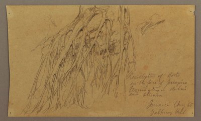 Dibujo, Raíces colgantes, Galleway Hill, agosto de 1865 de Frederic Edwin Church