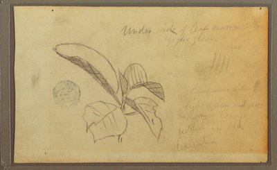 Dibujo, Hojas, 1857 de Frederic Edwin Church