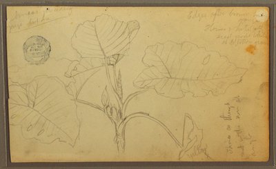 Dibujo, Hojas, 1857 de Frederic Edwin Church