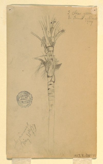 Dibujo, Hojas y tallo de una palmera, Aspinwall, Panamá, 15 de mayo de 1857 de Frederic Edwin Church