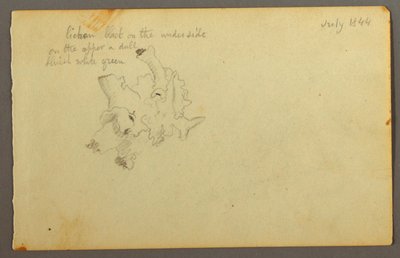 Dibujo, Liquen, 1844 de Frederic Edwin Church