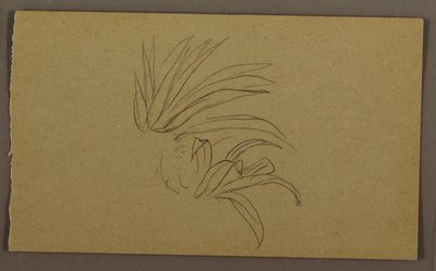 Dibujo, Planta de lirio, 1865 de Frederic Edwin Church