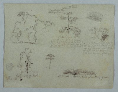 Dibujo, Estudios de la naturaleza, incluido un árbol candelabro con un perezoso, Río Magdalena, Colombia, mayo de 1853 de Frederic Edwin Church