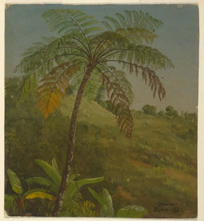 Dibujo, Palm Tree, Jamaica, junio de 1865 de Frederic Edwin Church