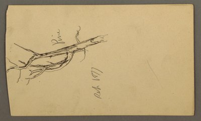 Dibujo, Pino, septiembre de 1877 de Frederic Edwin Church