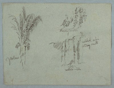 Dibujo, Estudios de plantas del Río Magdalena, Colombia, 1853, probablemente mayo de Frederic Edwin Church