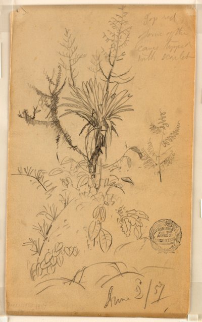 Dibujo, Estudio de plantas y árboles, 2 de junio de 1857 de Frederic Edwin Church