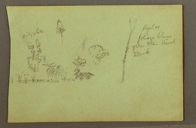 Dibujo, Estudios de plantas, posiblemente 1856 de Frederic Edwin Church