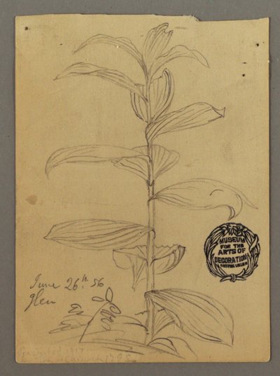 Dibujo, Estudio de plantas, 26 de junio de 1856 de Frederic Edwin Church