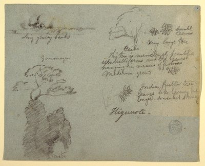 Dibujo, ribera y bocetos botánicos de Higuerote, Ecuador, mayo de 1853  de Frederic Edwin Church