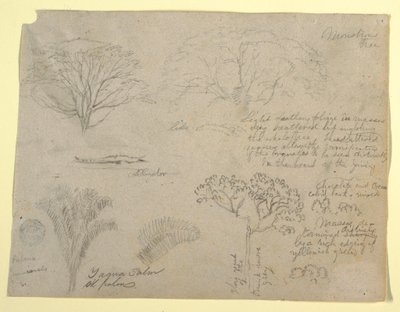 Dibujo, Serie de estudios botánicos que incluyen un caimán y un árbol monstruoso, vistos desde el Río Magdalena, Colombia, 1853 de Frederic Edwin Church