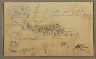 Dibujo, Bocetos, Ecuador o Colombia; Verso: Bocetos, Ecuador o Colombia, 1857 de Frederic Edwin Church