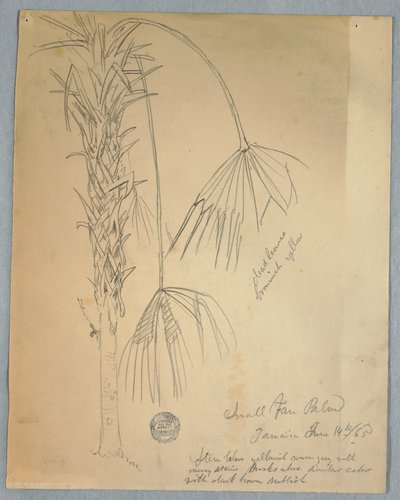 Dibujo, Palma de abanico pequeño, Jamaica, 14 de junio de 1865 de Frederic Edwin Church