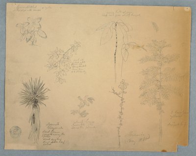 Dibujo, Bayoneta española con un árbol y otros cinco estudios de plantas, Jamaica, mayo de 1865 de Frederic Edwin Church