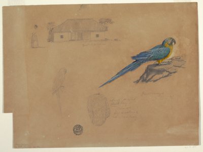Dibujo, Estudios de Guaccamaya, Bogotá, Colombia, junio-julio de 1853 de Frederic Edwin Church