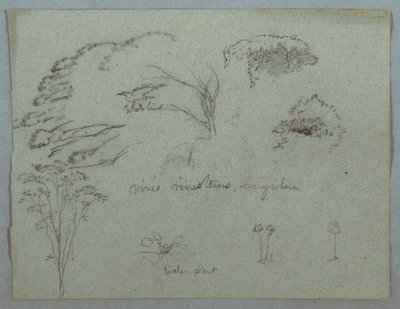 Dibujo, Estudios del Río Magdalena, Colombia:  Copas de árboles, pájaro blanco volando, enredaderas y tres plantas en flor, 1853, probablemente mayo de Frederic Edwin Church
