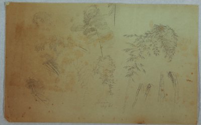Dibujo, Estudios de copas de árboles y bambú, Jamaica, agosto de 1865 de Frederic Edwin Church