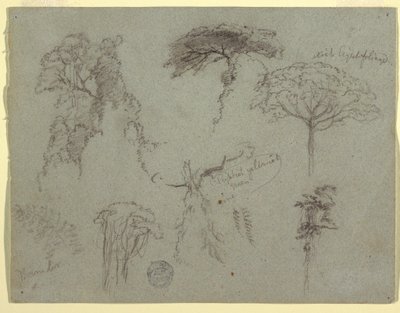 Dibujo, Estudios de árboles, Ecuador, 1853 de Frederic Edwin Church