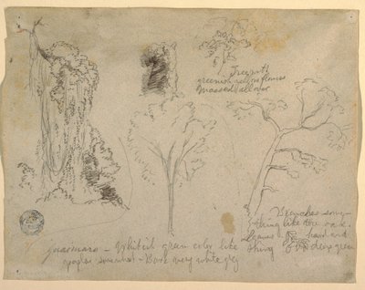 Dibujo, Estudios de árboles y plantas vistos desde el Río Magdalena, Colombia, 1853 de Frederic Edwin Church