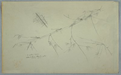 Dibujo, Estudio del bambú, Jamaica, mayo-agosto de 1865 de Frederic Edwin Church