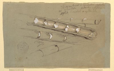 Dibujo, Estudio del bambú, junio de 1857 de Frederic Edwin Church