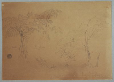 Dibujo, Estudio de dos árboles y tres plantas, cerca de Jorje, Ecuador, 23 de julio de 1857 de Frederic Edwin Church