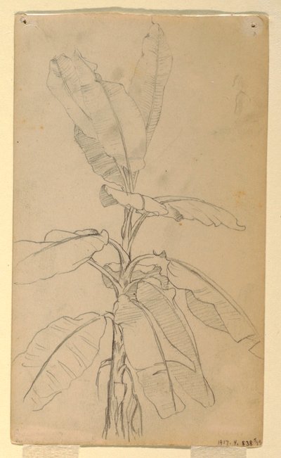 Dibujo, Estudio de una planta de hoja larga, mayo y junio de 1857 de Frederic Edwin Church