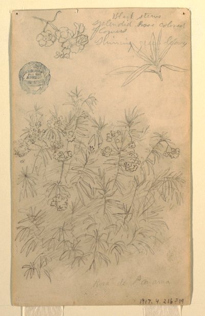 Dibujo, Estudio de una rosa de Panamá o planta de adelfa, mayo-junio de 1857 de Frederic Edwin Church