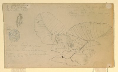 Dibujo, Estudio de un hombre; Estudio de, posiblemente junio de 1857 de Frederic Edwin Church