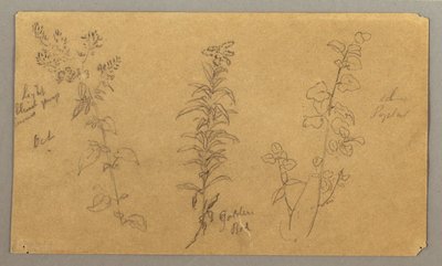 Dibujo, Tres estudios de plantas, octubre de 1865 de Frederic Edwin Church