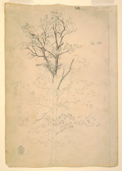 Dibujo, Árbol, septiembre de 1844 de Frederic Edwin Church