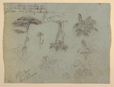 Dibujo, Estudios de árboles vistos desde el Río Magadalena, Colombia, 1853 de Frederic Edwin Church