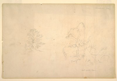 Dibujo, Árbol y tronco muerto, septiembre de 1844 de Frederic Edwin Church