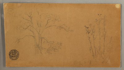 Dibujo, Árboles y plantas, Elecampene, septiembre de 1856 de Frederic Edwin Church