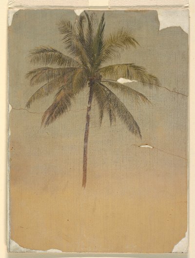 Dibujo, Tronco y copa de una palmera, 1865 de Frederic Edwin Church