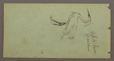 Dibujo, Garza blanca, posiblemente 1869 de Frederic Edwin Church