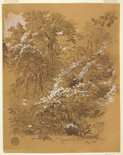 Dibujo, Escena de bosque, Goat Island, río Niágara, Nueva York, septiembre de 1858 de Frederic Edwin Church