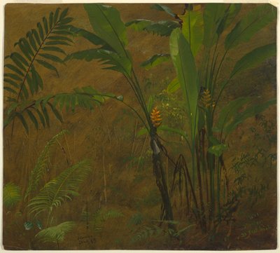 Helechos y Plátano Silvestre, Jamaica de Frederic Edwin Church